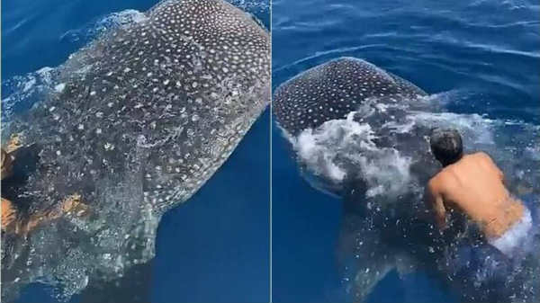 திமிங்கிலத்தின் மீது அமர்ந்து சவாரி