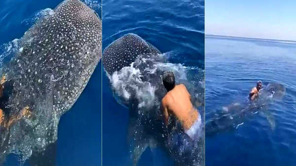 திமிங்கில கூட்டத்திற்கு மத்தியில் செய்யுற வேலையா இது?