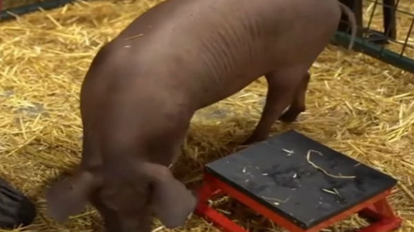 எலோன்மஸ்க்-ன் நியூரலிங்க்