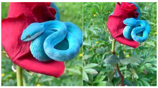 சிவப்பு ரோஜாவில் கொடிய விஷம் அழகானது 