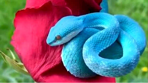 நம்பமுடியாத அழகான ப்ளூ பிட் வைப்பர்