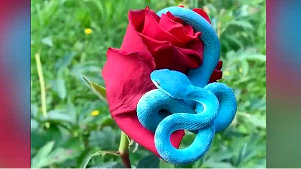 ப்ளூ பிட் வைப்பர்