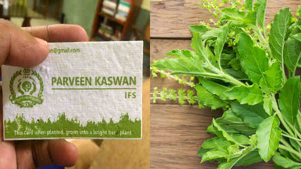 காட்டு யானை