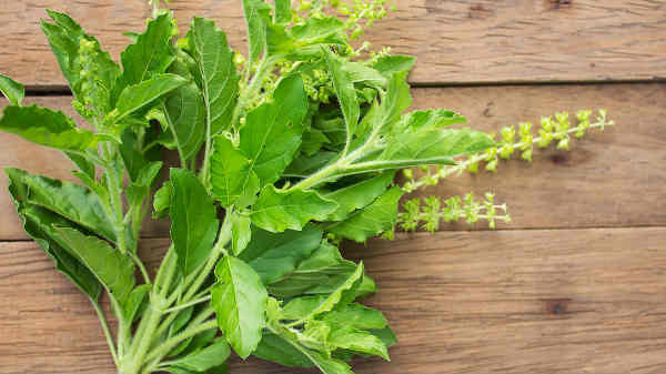 கஸ்வான் 