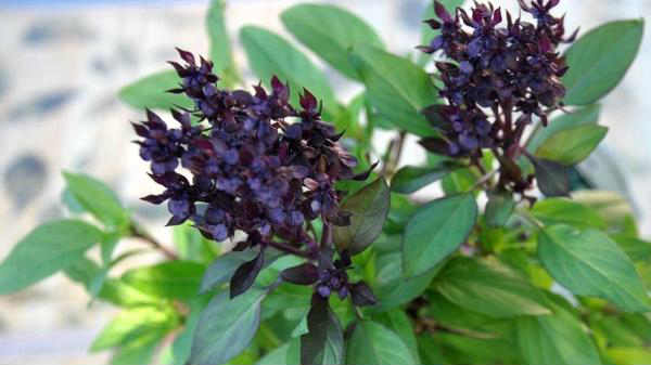 துளசி செடி