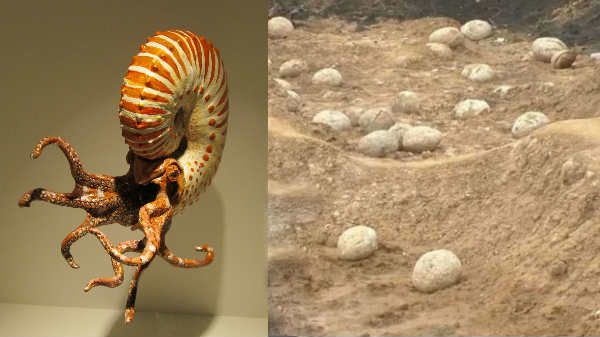 இது டைனோசர் முட்டைகளே இல்லை