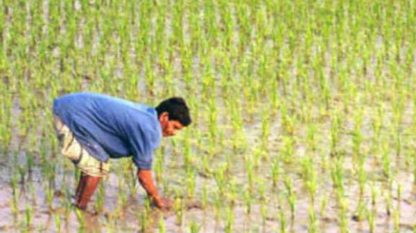 விளை நிலத்தில் பயிர்கள் எவ்வாறு வளர்கின்றன