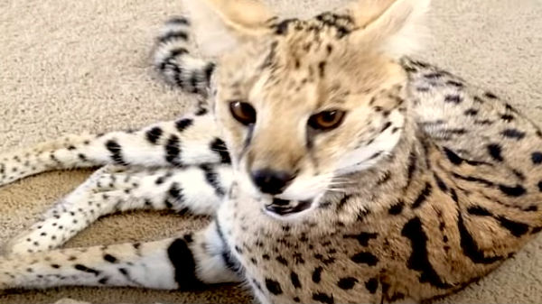 ஆன்லைனில் ஆர்டர் செய்த பூனை