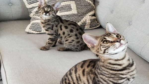 சவானா வகை பூனைக்குட்டி