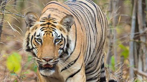 விலங்கியல் நிபுணர்கள் சோதனை