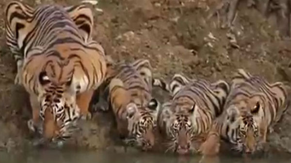 ஒன்பது பேர் கைது