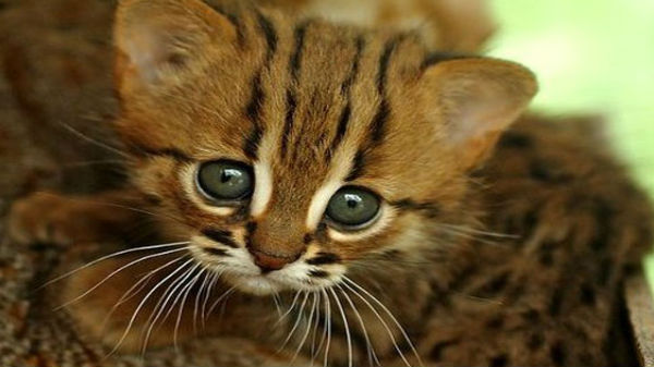 சவானா வகை பூனையை வாங்க விருப்பம்