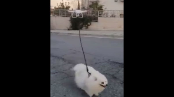 செல்லப்பிராணிகளும் விலங்ககளும் செய்யும் க்யூட் காட்சிகள்