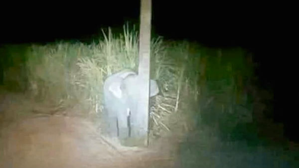 டார்ச் வெளிச்சத்தை பார்த்த குட்டியானை