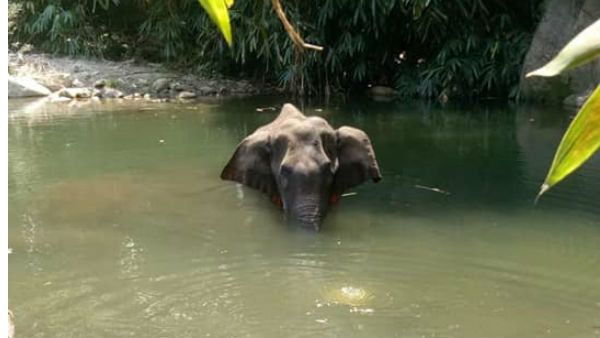 2000-த்துக்கும் மேற்பட்ட யானைகள்