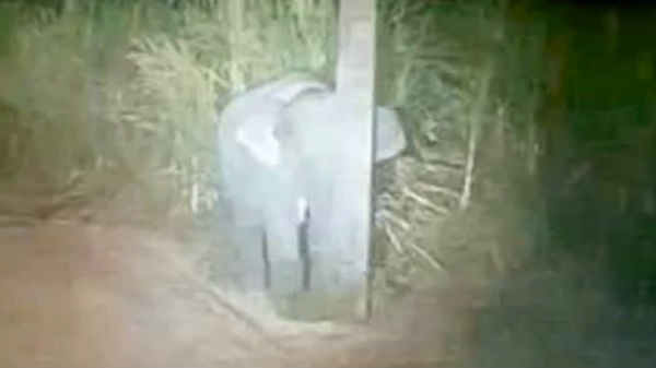 மின்கம்பத்தில் பின்னால் ஒளிந்துக் கொண்ட குட்டியானை