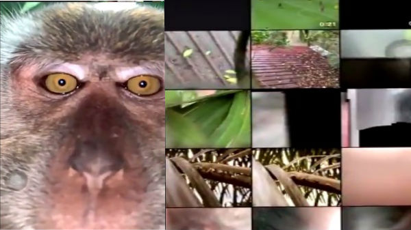 வியக்கவைக்கும் விலங்குகள்