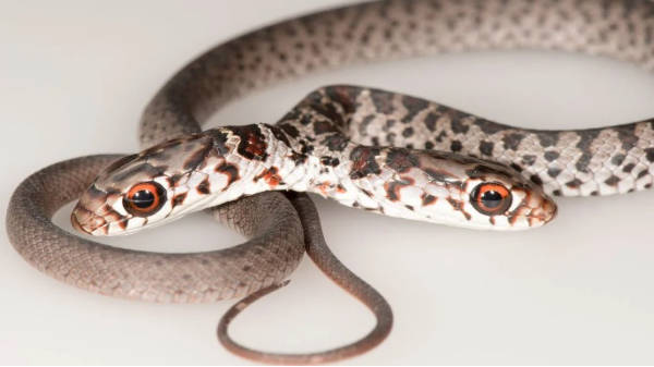 பூனை பிடித்து கொடுத்த இரண்டு தலை பாம்பு 