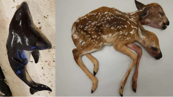 2020 ஆம் ஆண்டை பூர்த்தி செய்த டோஸ் 