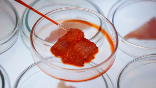 இனி உயிர்கள் கொல்லப்படாது