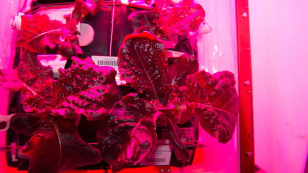 சிவப்பு மற்றும் நீல ஒளியில் தாவரம் வளர்ப்பு 