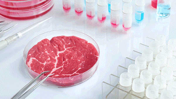 1200 லிட்டர் பயோரியாக்டரில் உருவாக்கப்படும் இறைச்சி 