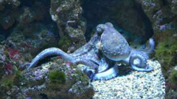 ஒன்பது கால்கள் உள்ள ஆக்டோபஸ்