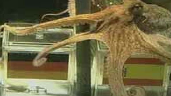 சமைக்கும் போது கண்டுபிடிக்கப்பட்ட ஒன்பதாவது கால்