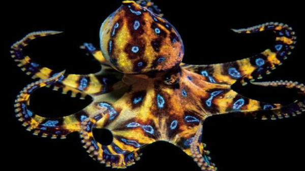 அரிய ஆக்டோபஸ் பொதுமக்கள் பார்வையில்