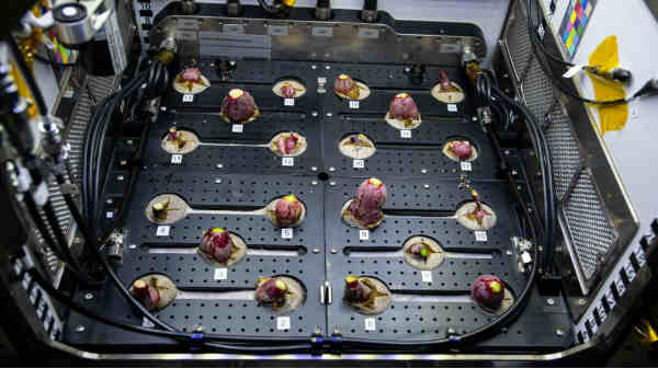 ஏன் முள்ளங்கிகள் தேர்ந்தெடுக்கப்பட்டது?