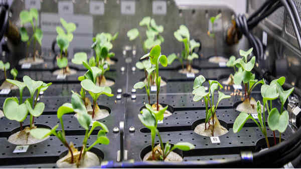 புதிய உணவு ஆதாரம் தேவைப்படும்