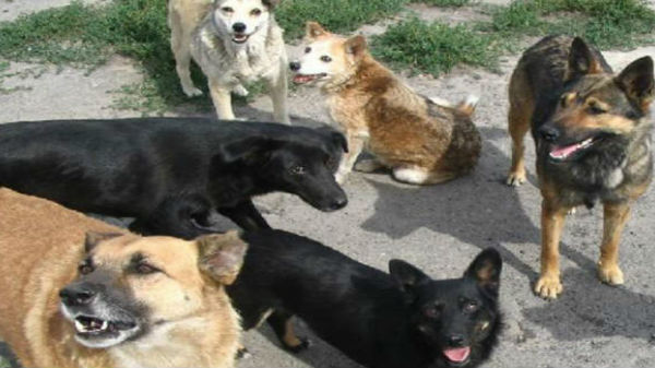 வீடாக மாறிய பழைய டிவி பெட்டிகள்