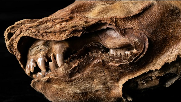 அழியாமல் அப்படியே இருக்கும் தோல், முடி மற்றும் பற்கள்