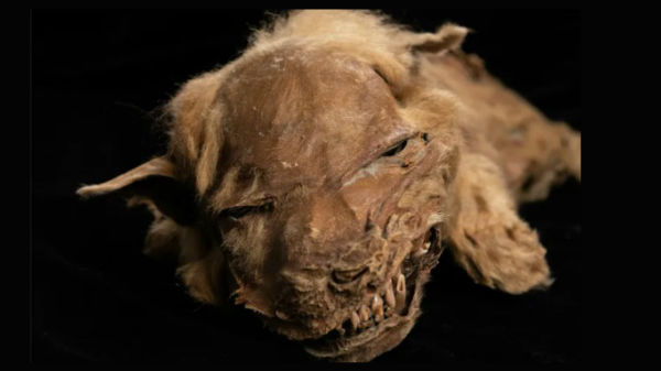 57 ஆயிரம் ஆண்டு பழமையான ஓநாய் குட்டி 