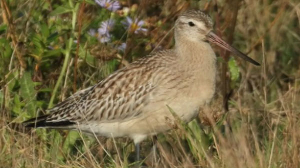காட்விட் பறவை உடல் அமைப்பு