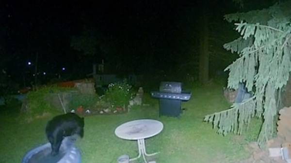 கரடி சுற்றி சுற்றி 