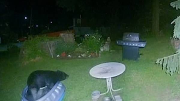 கரடியின் போக்கை சைரியா