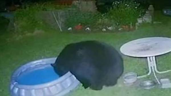  இல்லத்தில் தான் கரடி ஒன்று 