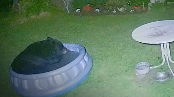 கரடியின் வீடியோ 