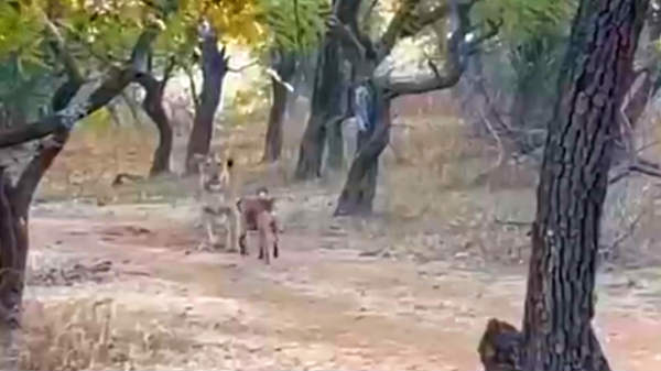 சிங்கத்துடன் சரிக்கு சமமாக சண்டையிட்ட தெரு நாய்