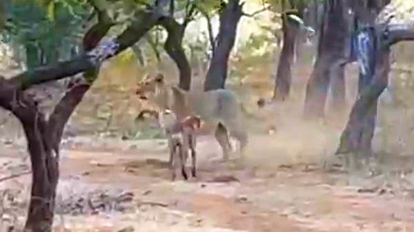 ஆக்ரோஷமான குரலுடன் அடுத்த ரவுண்ட் சண்டைக்கு ரெடியான நாய்