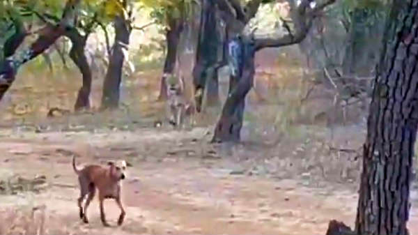 ''உருவம் பெரிதில்லை, நம்பிக்கை தான் பலம்''