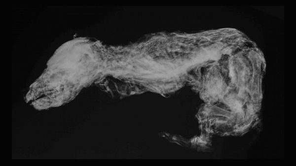 ஓநாய் குட்டியின் எக்ஸ்-ரே 