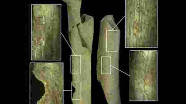 நியாண்டர்தல் இனம்