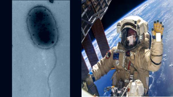 குறைந்த ஈர்ப்பு சூழலிலும் கூட இவை எப்படி வளர்ந்தது?