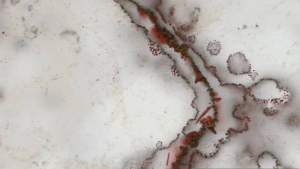 எம். இண்டிகம் இனத்துடன் தொடர்பா? உண்மையா?