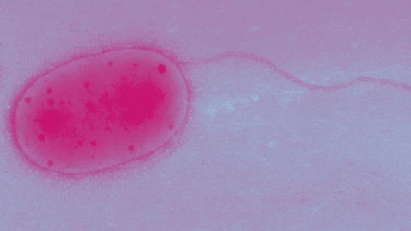 அடையாளம் காணப்படாத இனங்களைச் சேர்ந்த உயிர்களா? 