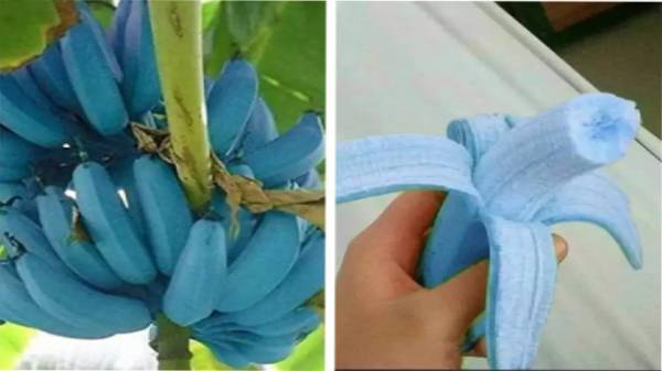 வினோதமான உண்மை 