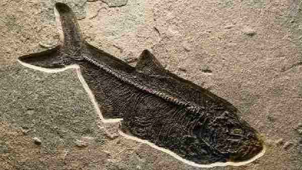 2 மீட்டர் நீலம் கொண்ட புதிய உயிரினம் 