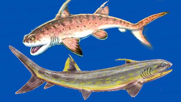 390 மில்லியன் ஆண்டுகளுக்கு முன்பு சிட்டனகாந்த் வழியில் தோன்றிய சுறாவா?